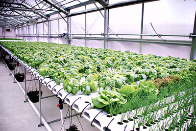 Commercial AM Hydroponics System